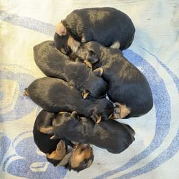 Robby - Black and tan male Yorkshire Terrier puppy in Portland, Oregon from Bohemian Beauty Yorkshire Terrier