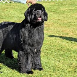 Newfoundlands from EvenKeel Newfoundlands