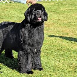 Newfoundlands from EvenKeel Newfoundlands