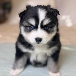 Ruby - Black and white female Pomsky puppy in Memphis, Missouri from Happy Hills Kennels