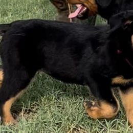 Rottweilers from Vom Fretz Rottweilers