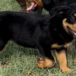 Rottweilers from Vom Fretz Rottweilers
