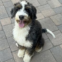 Bernedoodle puppies from Bernied00dle Love