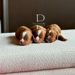 Cavapoo puppies from The Poodle Co. Raising Doodles & Poodles