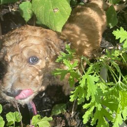Saint Berdoodle Puppies from R & C's for the Love of Doodles