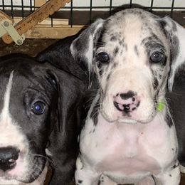 Great Danes from Galactic Danes