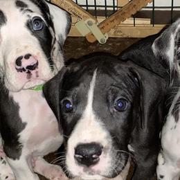 Great Danes from Galactic Danes