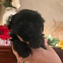 Kevin (Home Alone) - Black male Shih Tzu puppy in Taylorsville, North Carolina from Blue Ridge Shih Tzus