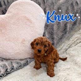 Cavapoo Puppies from H&H Cavapoos
