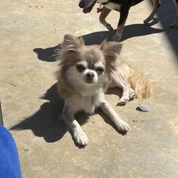 Willow - Chihuahua