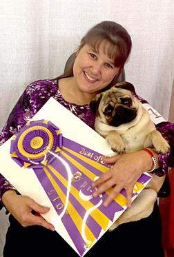 Owner taking a photo with pug