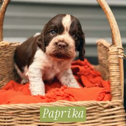 Paprika - Liver white and roan female English Springer Spaniel puppy in Uvalda, Georgia from Willow Creek Farms