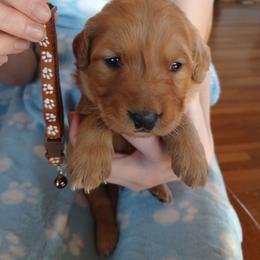 Brown - Dark golden male Golden Retriever puppy in Lanesboro, Minnesota from Eagle Ridge Golden Retrievers