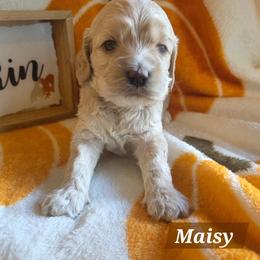 Maisy - Cream female Cockapoo puppy in Rutherford County, North Carolina from Simply Grace Farms