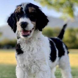 Cavapoos, Goldendoodles, and Poodles from Alpine Poodle and Doodle