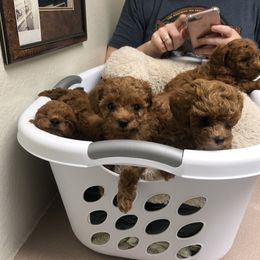 Cavapoo Puppies from Cuddly Cavapoos Texas