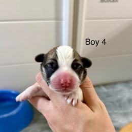 Male 4 - Red male Pembroke Welsh Corgi puppy in Waverly, Iowa from Kindred Corgis