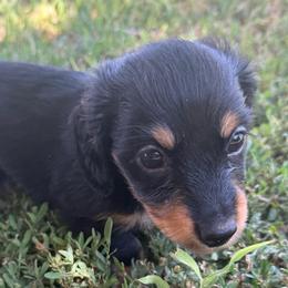 Longhair Girl 1 - Black and tan female Dachshund puppy in Buckeye, Arizona from Ryder's Roundup