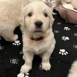 Red Collar - Light golden male Golden Retriever puppy in Ingleside, Texas from Sweetbay Goldens