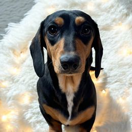 Hazel - Dachshund