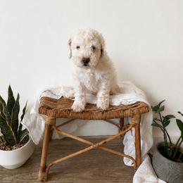 Buzz - Cream male Goldendoodle puppy in Salt Lake City, Utah from Sweet T Doodles