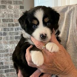 Annie - Black tri female Toy Australian Shepherd puppy in Bristow, Iowa from Pine Ridge Toy and Mini Aussies
