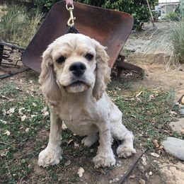 ACE - Cocker Spaniel