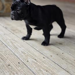 Dolly - Black female French Bulldog puppy in Crane, Missouri from James River French Bulldogs