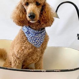 Poodle Puppies from Cedar Hill Ranch