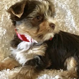 Yorkshire Terriers from Indian Oaks Yorkies