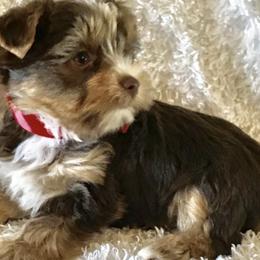 Yorkshire Terriers from Indian Oaks Yorkies