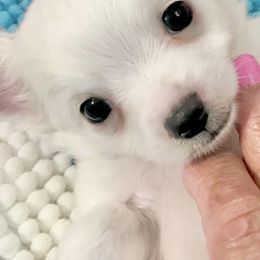 Chihuahuas from Precious Petite Puppies