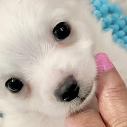 Chihuahuas from Precious Petite Puppies