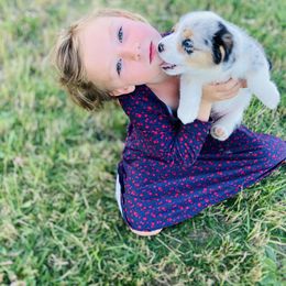 American Corgi and Pembroke Welsh Corgi Puppies from Elk Ridge Corgis