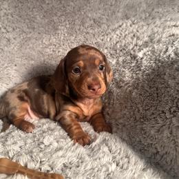 Ruby - Dapple female Dachshund puppy in Petersburg, Virginia from Doting on Dachshunds