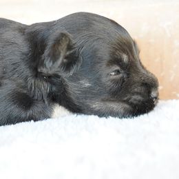 Male 2 - Black and silver male Miniature Schnauzer puppy in Seagoville, Texas from JC miniature schnauzers