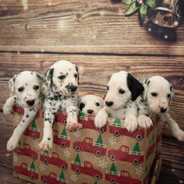 Dalmatian Puppies from Sunshine Dals
