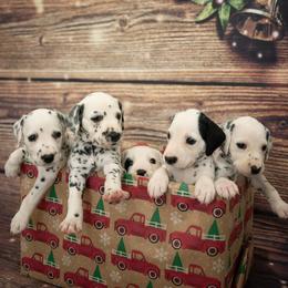 Dalmatian Puppies from Sunshine Dals