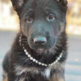 German Shepherd Puppies from Kearanen Talo German Shepherds