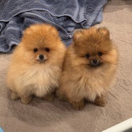 Cheezy - Orange female Pomeranian puppy in Newton, New Jersey from The__o__pack