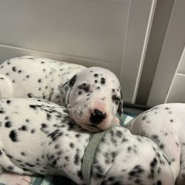 Dalmatian Puppies from Hallmark Dalmatians;
