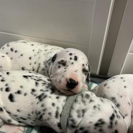 Dalmatian Puppies from Hallmark Dalmatians;