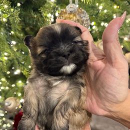 Prince Truffles - Black gold and white male Shih Tzu puppy in Kent, Washington from Exclusively Shih Tzu's LLC
