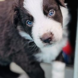 Sequoia - Red & white male Australian Shepherd puppy in Hempstead, Texas from Young Gun Aussies