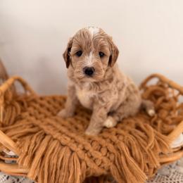 Coral - Cream female Goldendoodle puppy in North Royalton, Ohio from Johnson's Doodles
