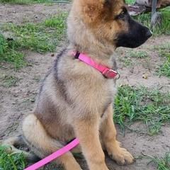 German Shepherds from NORTH American Disaster Response Training