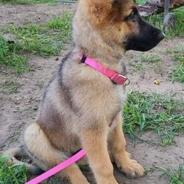 German Shepherds from NORTH American Disaster Response Training