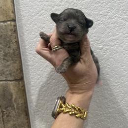 Boy 1 - Merle male Cavapoo puppy in Fayetteville, Arkansas from Silver Hill Farm