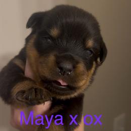 Purple collar - Black and mahogany female Rottweiler puppy in Birmingham, Alabama from K&B Rotts
