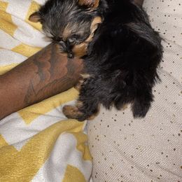 Yorkshire Terrier Puppies from Yorkie CuteNess!